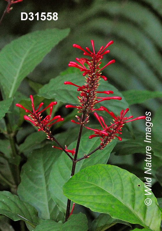 Odontonema tubaeforme Shrubby Toothedthread